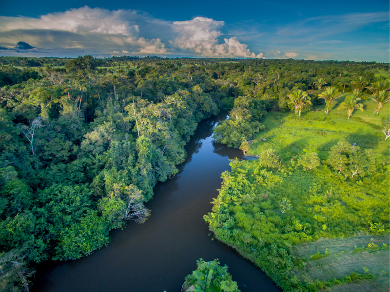 Bogotá, selva y territorio